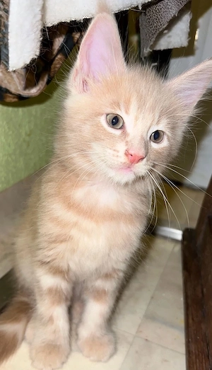 Maine Coon Mix Kater sucht liebevolles Zuhause