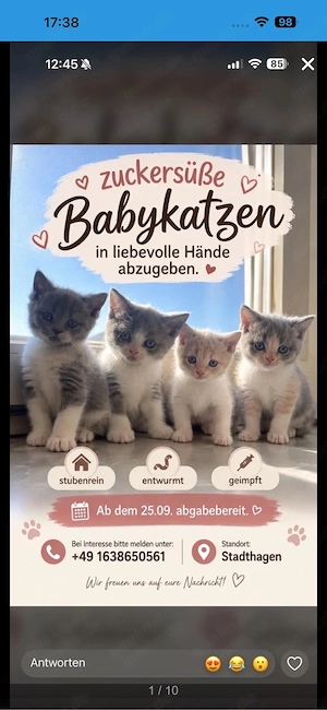 einzigartige Kitten 