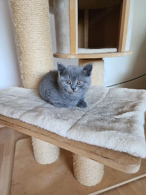 BKH Knuddelbärchen Abgabebereit! Britisch Kurzhaar Kitten Auszugsbereit