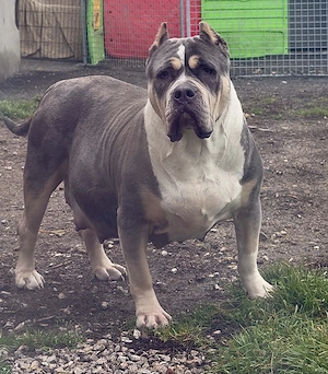 American Bully XL 