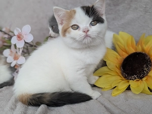 BKH Prinzessin in black tortie white 