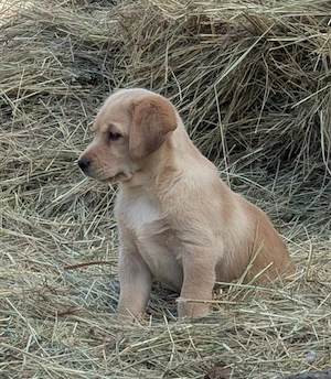 Golden Retriever x Labrador Welpen 