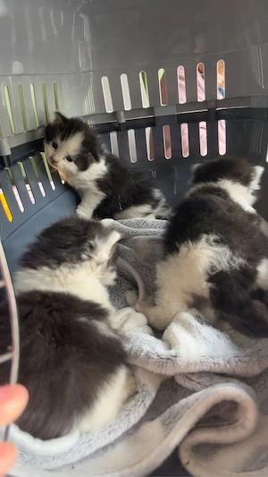 kitten 3 mädels