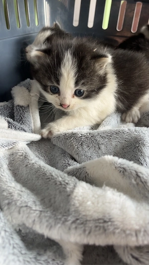 3 kitten mädels 