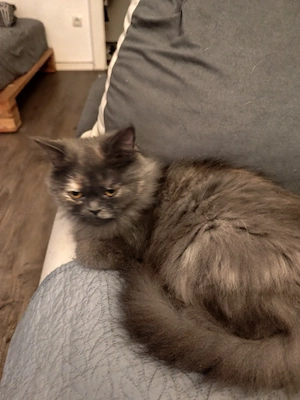 Persische Katze 