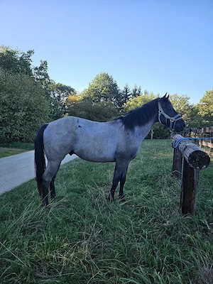 Deckhengst 