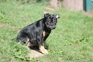 Alternativ Bulldogge welpe Diva