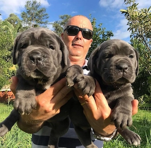 Cane Corso Welpen suchen ein liebevolles Zuhause