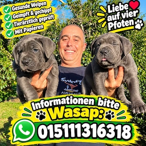CANE CORSO Welpen Familienaufzucht