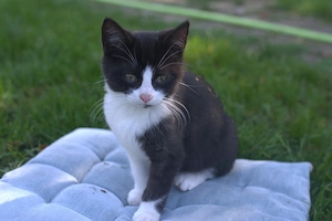 Hauskatzen-Kätzchen "Söckchen" sucht neues Zuhause