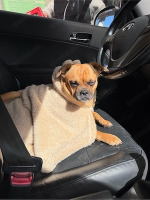 nala sucht ein neues zuhause 