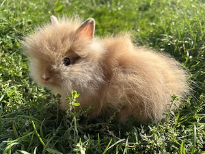 Junges kleinbleibendes Teddyzwerg Männchen und erwachsene Teddyzwerge und Löwenköpfchen Weibchen