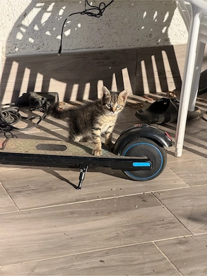 Katzen Baby 