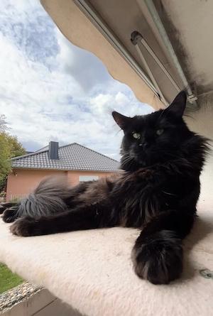 Main Coon Deckkater