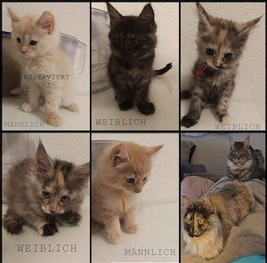 4 Maine Coon Katzens