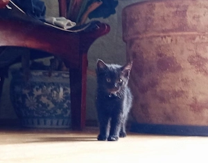 Drei schwarze "Panther" Kitten in Kürze abzugeben 
