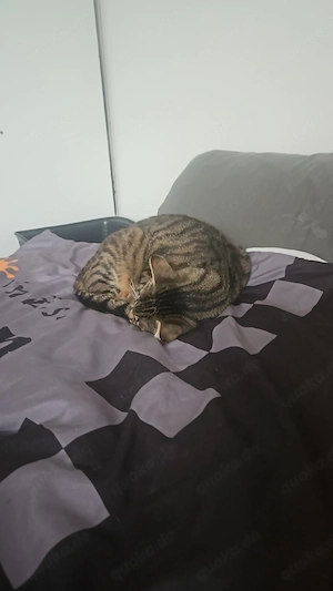 Katzen pärchen ab zugeben in gute Hände 