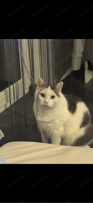 Kater sucht neues liebevolles Zuhause