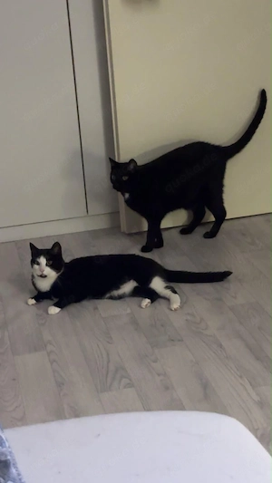Katzengeschwister abzugeben in gute Hände