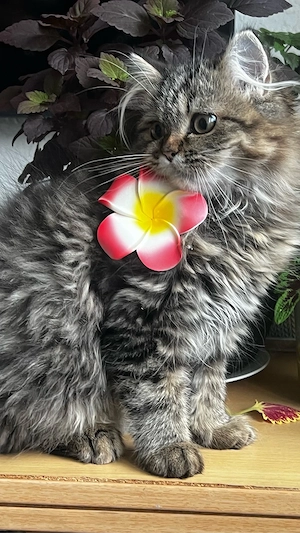 Süße baby persekatze sucht ein liebevolles Zuhause