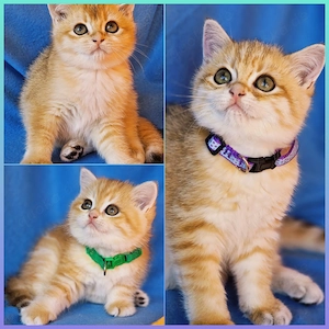 Bkh Kitten mit Stammbaum 