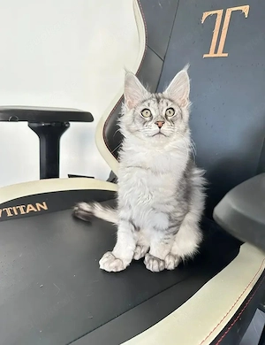 Traumhafte Maine-Coon-Kätzchen bereit für ihre neue Familie