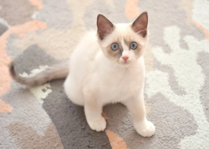 Wunderschöne Reinrassige Ragdoll-Kitten   Kater ist noch frei  super Zahm