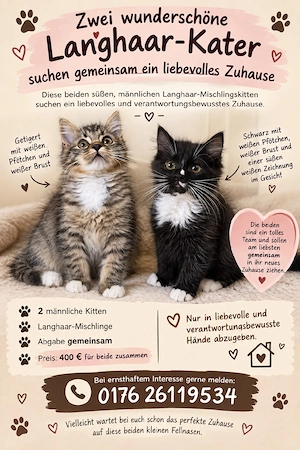 Kätzchen Kater Katzen