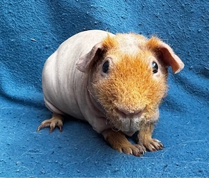 Skinny Pig Kastrat Meerschweinchen 4 Monate 
