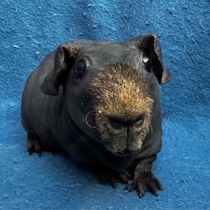 Skinny Pig Meerschweinchen 4 Monate Kastraten