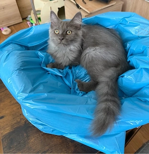 nur noch diese zuckersüße Maine Coon Mädchen blue