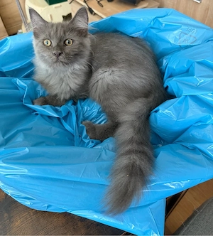 nur noch zuckersüße Maine Coon blue
