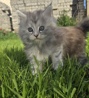 Reinrassige Maine Coon Prinzessin