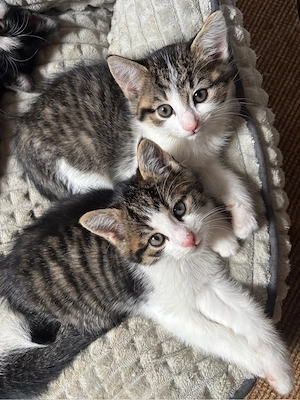    5 süße Katzenbabys suchen ein liebevolles Zuhause   