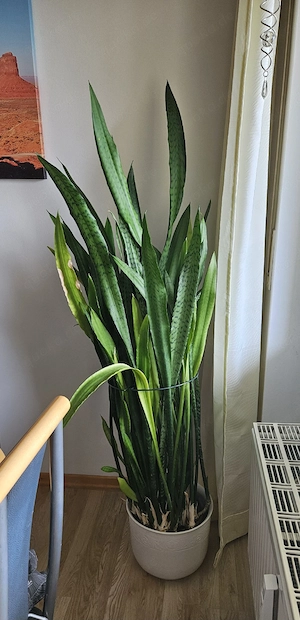 Sansevieria 