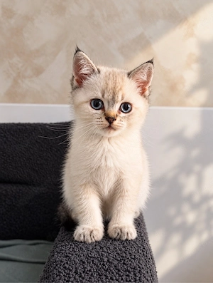 Reinrassige BKH kitten 