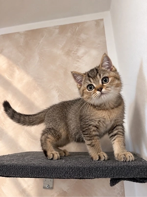 Reinrassige BKH kitten 