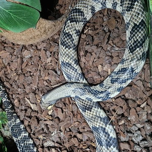 Hydrodynastes Gigas     Brasilianische Glattnatter