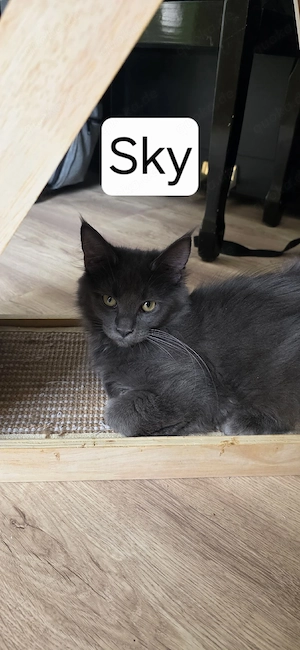 MainCoon Mädchen 