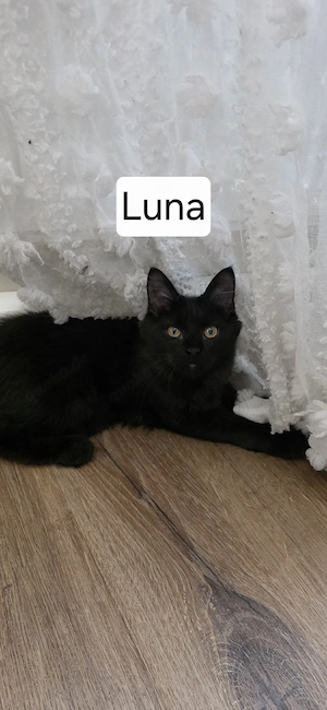 MainCoon Mädchen 