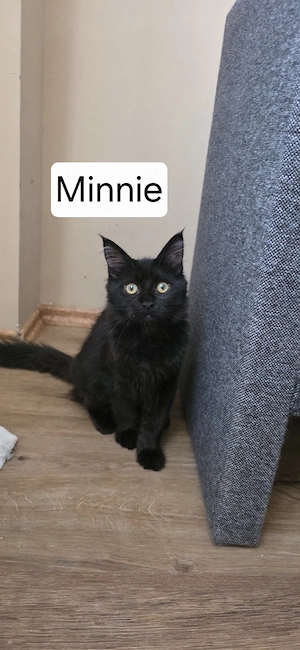 MainCoon Mädchen 