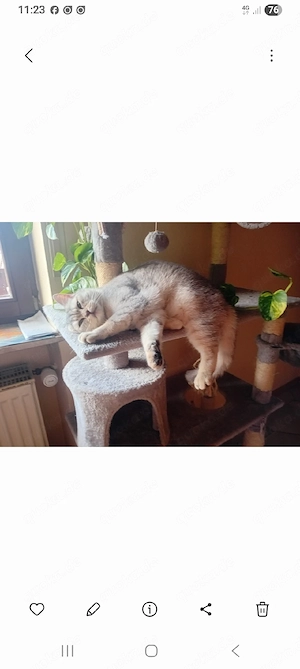 Wunderschöne BKH Dame 