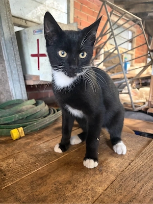 Maikitten abzugeben
