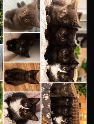 bkh katzen 