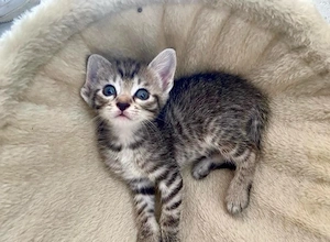 verschmuster Kater sucht liebevolles Zuhause 