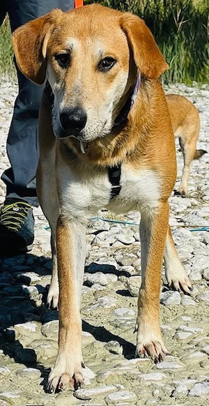 Manos der liebe Schäfermixbub sucht sein Körbchen