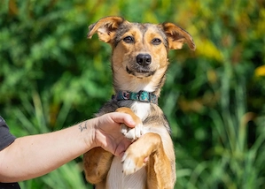 Liebevolle Betty sucht Zuhause