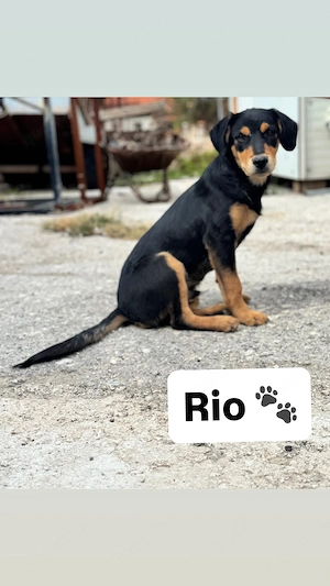 Rio & Lola   zwei kleine Herzen auf der Suche nach ihrem Zuhause   