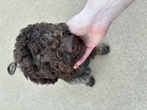 Lagotto Romagnolo 1 Jahr alt