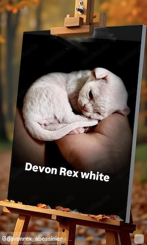 Devon Rex Kitten Katzen Stammbaum geimpft Gechippt 12 Wochen alt Auszugsfertig 